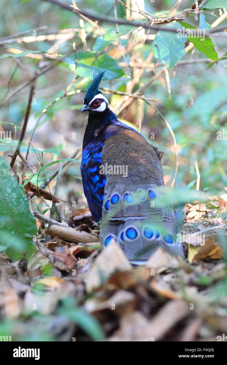 Palawan Peacock-Pheasant (Polyplectron napoleonis) in Palawan Island ...