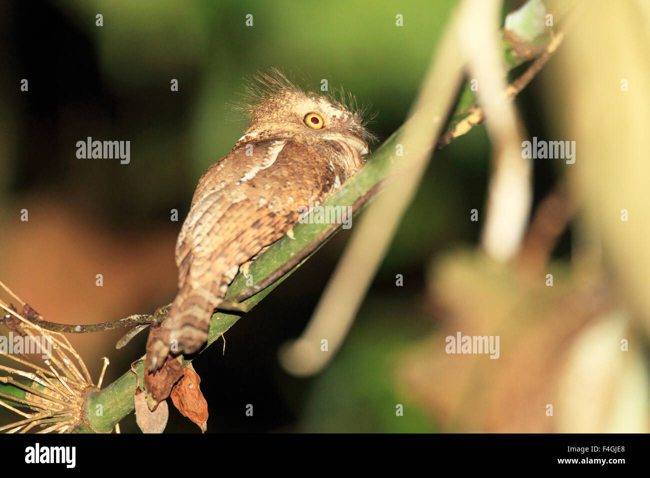 Palawan frogmouth (Batrachostomus chaseni) in Palawan Island