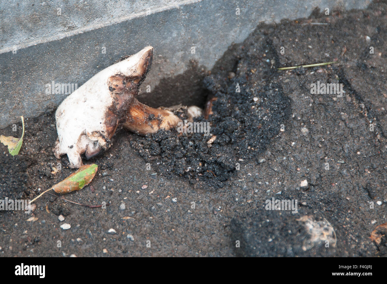 Mushroom growing through the asphalt, close up shot Stock Photo Alamy