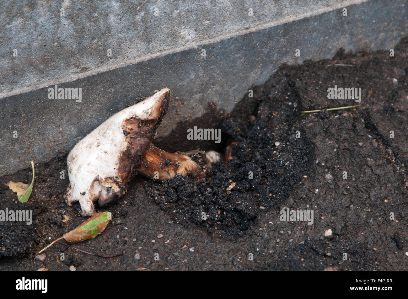 Mushroom growing through the asphalt, close up shot Stock Photo Alamy