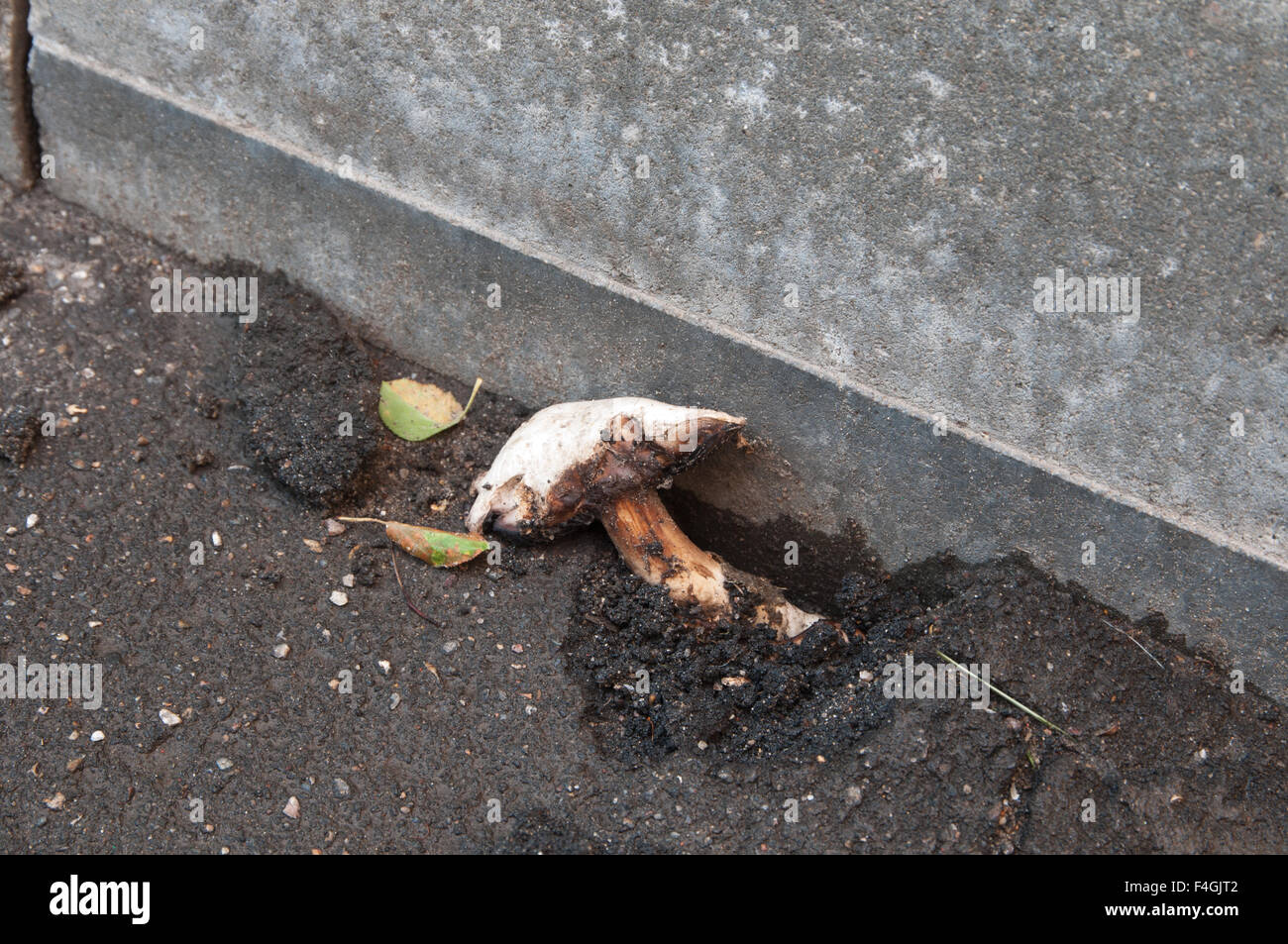 Mushroom growing through the asphalt, close up shot Stock Photo Alamy