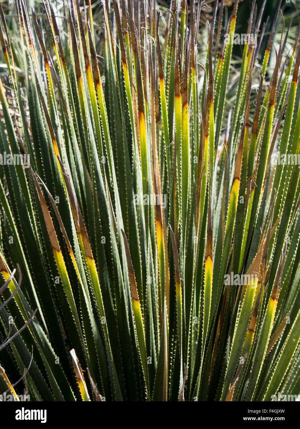 Close up of plant with long thin spiky leaves in botanical garden on the Lokrum island in Dubrovnik Croatia Stock Photo
