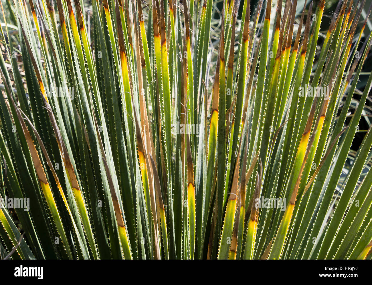 Close up of plant with long thin spiky leaves in botanical garden on the Lokrum island in Dubrovnik Croatia Stock Photo
