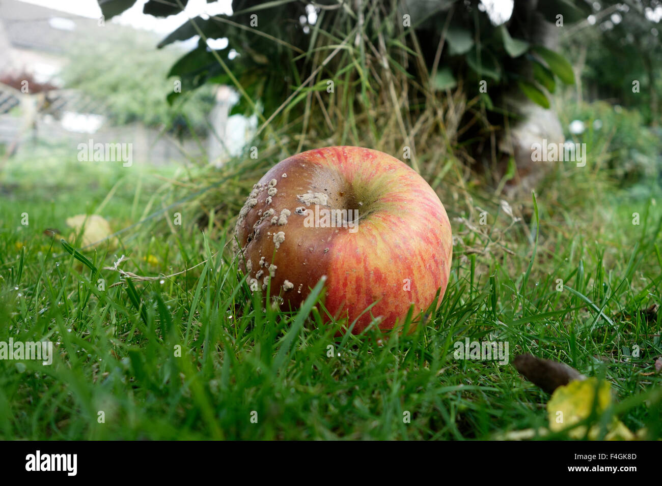 Red apple rotting on lawn, ground, fallen of tree. Stock Photo