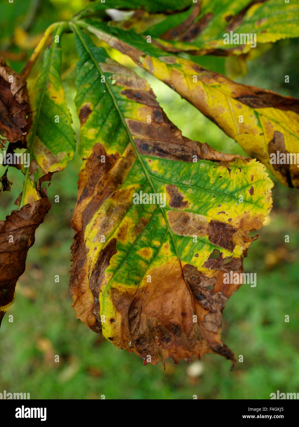 Leaf changing colour in Autumn, UK Stock Photo