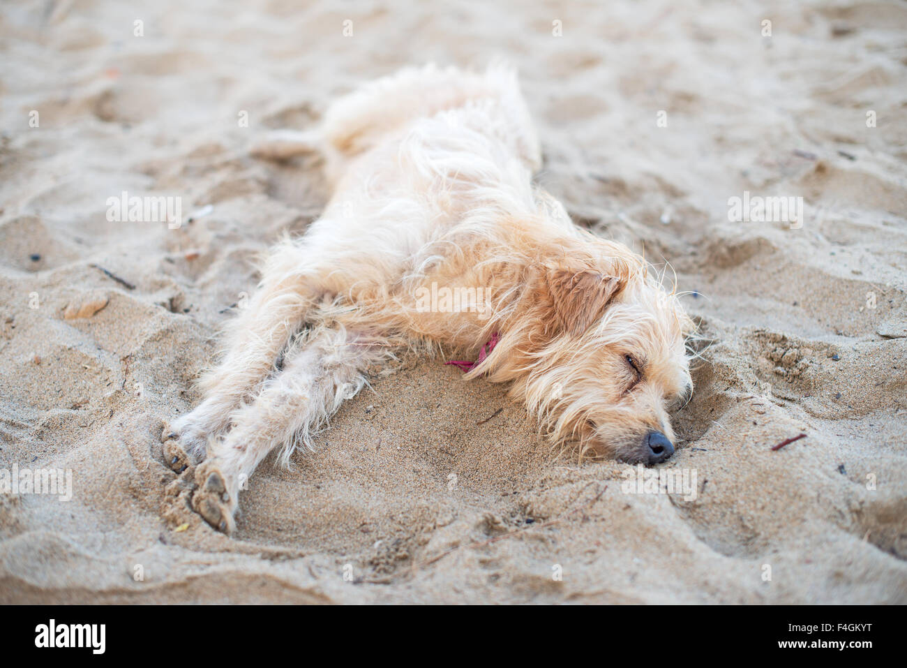 Exhausted dog on the beach hi-res stock photography and images - Alamy