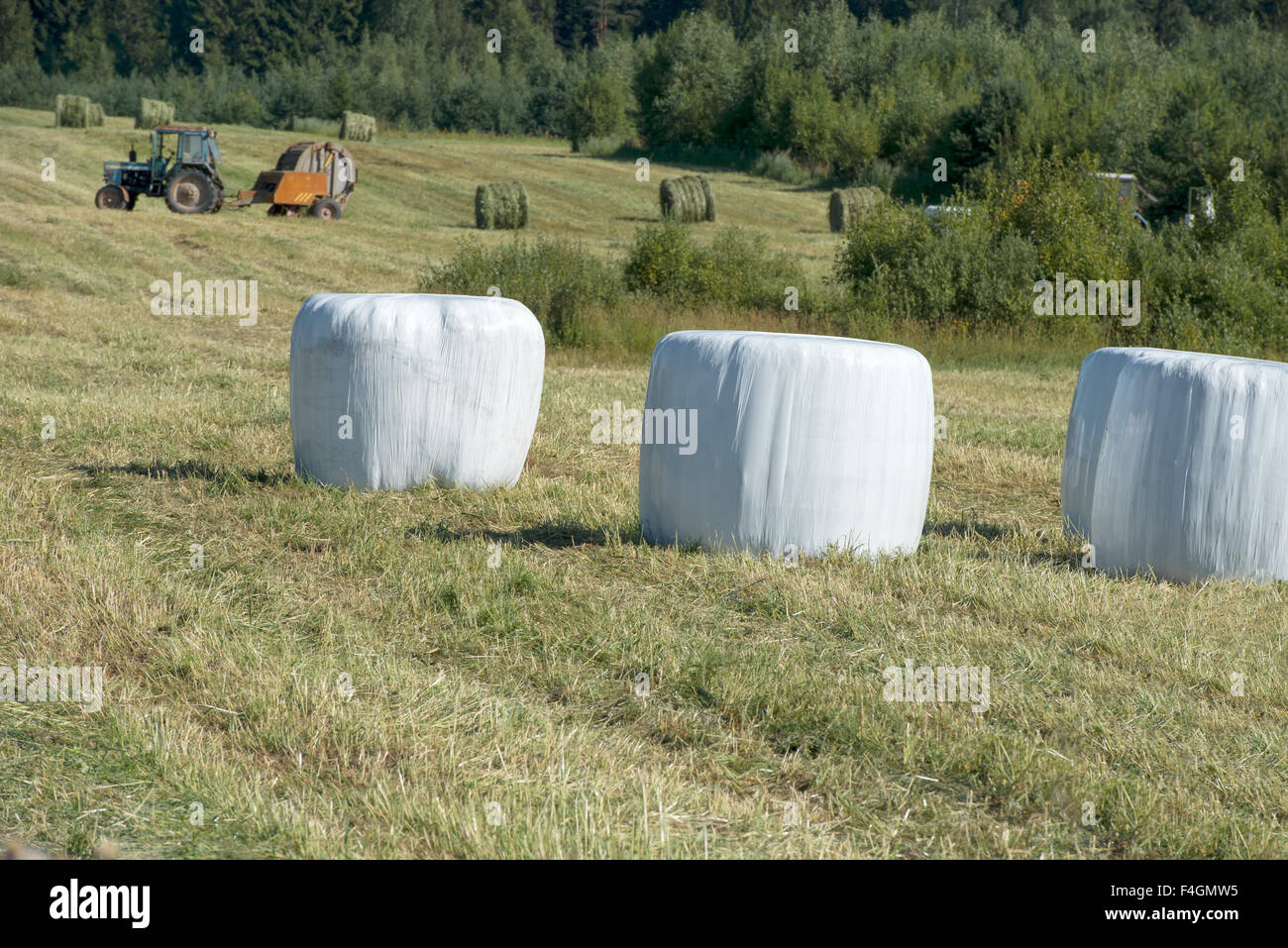 Round hay bales in plastic wrap cover Stock Photo Alamy