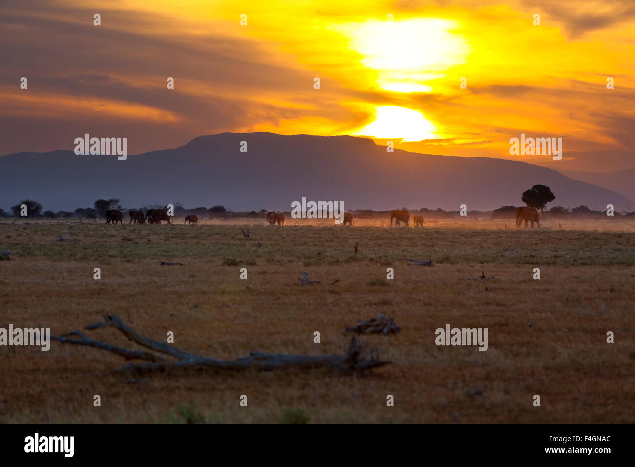 Sunset and landscape in Tsavo East National Park in Kenya with a group of elephants passing. Stock Photo
