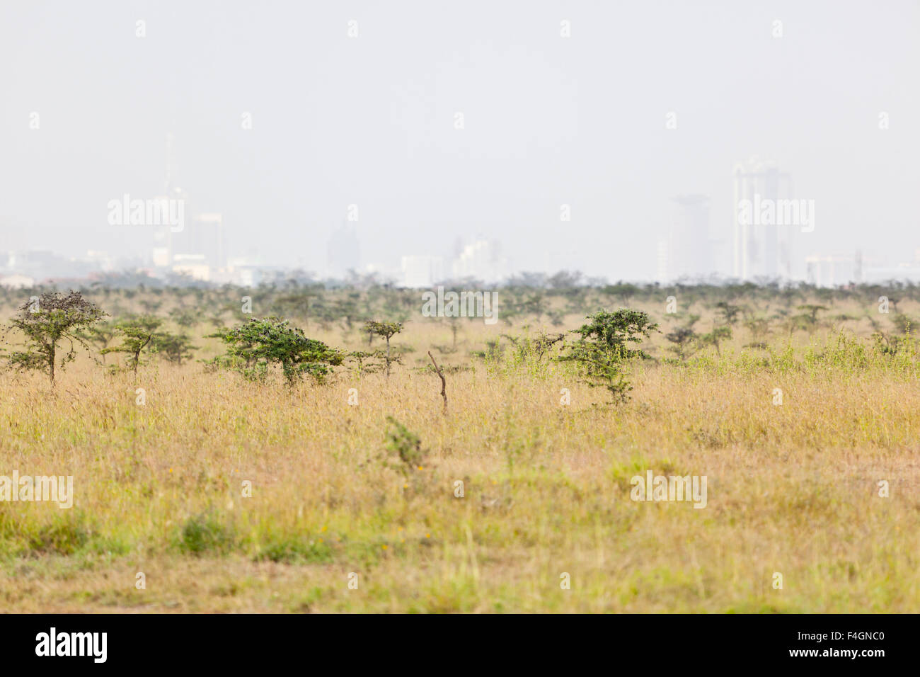 Landscape in Nairobi National Park in Kenya with the skyline in the background. Stock Photo