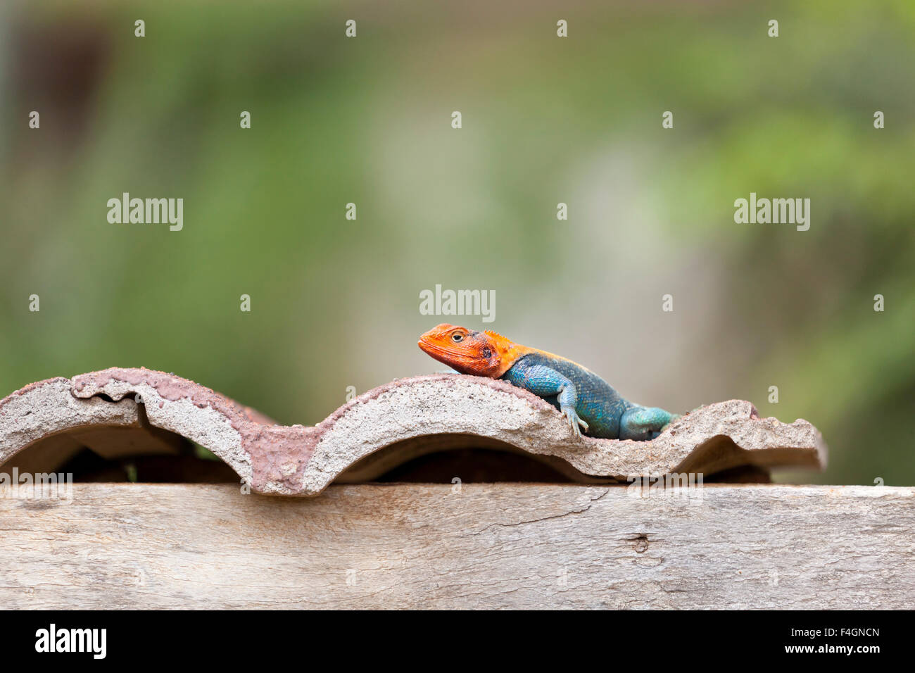 A Red-headed Rock Agama in Tsavo East National Park in Kenya Stock Photo