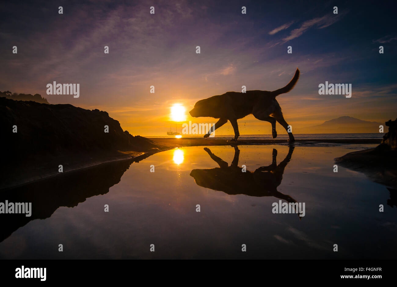 Dog in Puerto Varas, the lakes region, chile Stock Photo