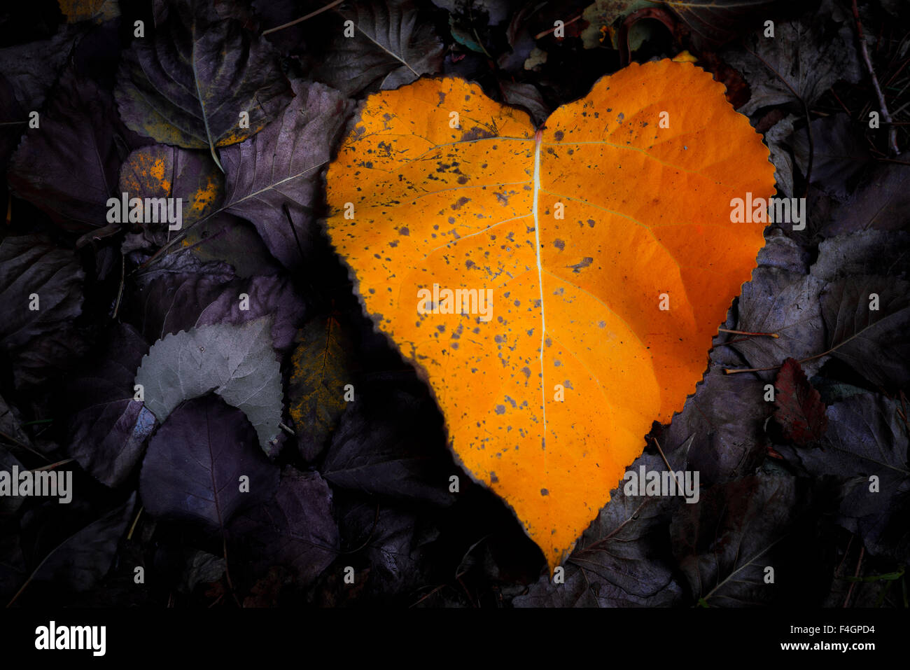 Leaves, corazon, the lakes region, chile Stock Photo