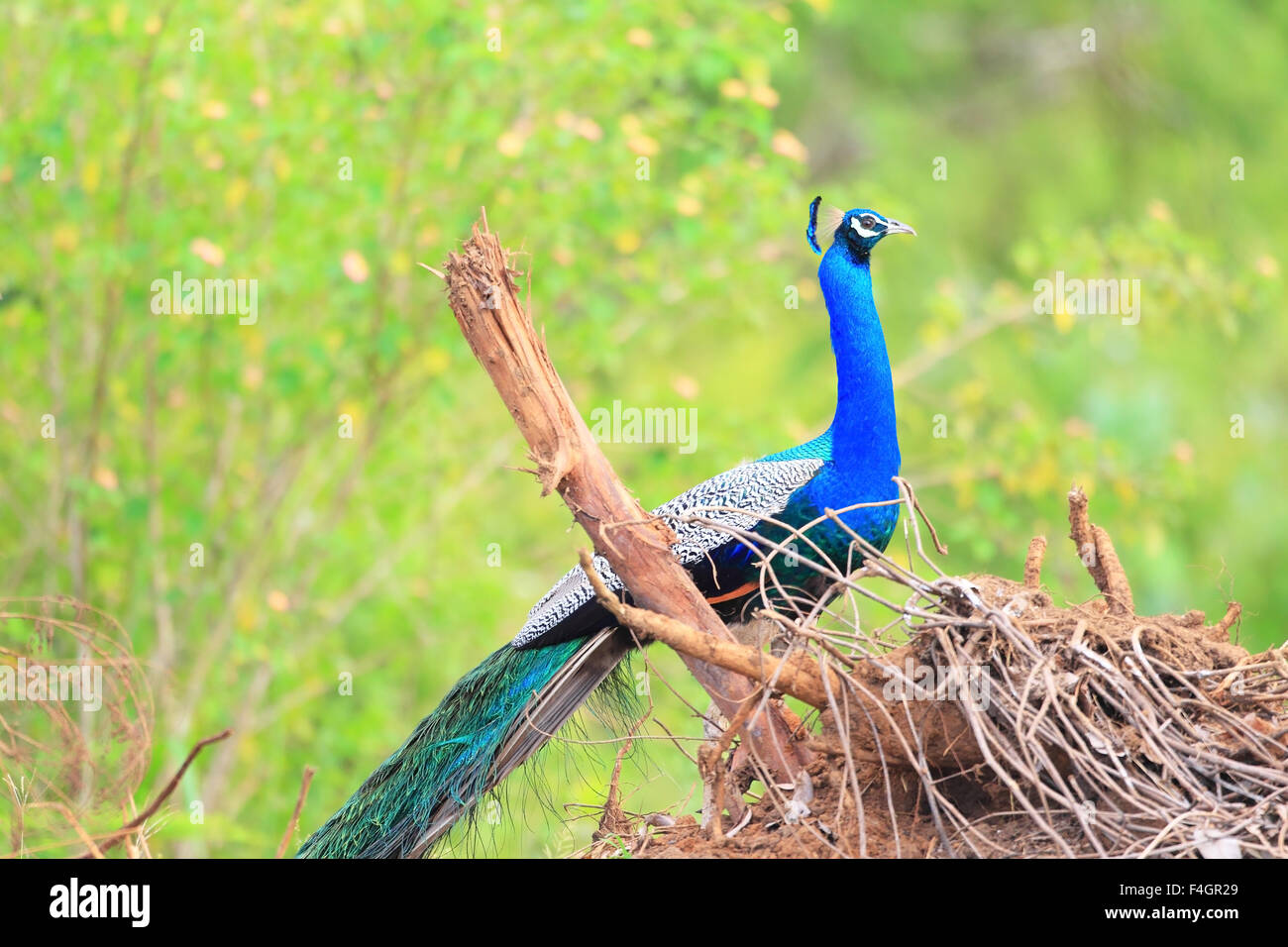 Indian peafowl (Pavo cristatus) male in Sri Lanka Stock Photo