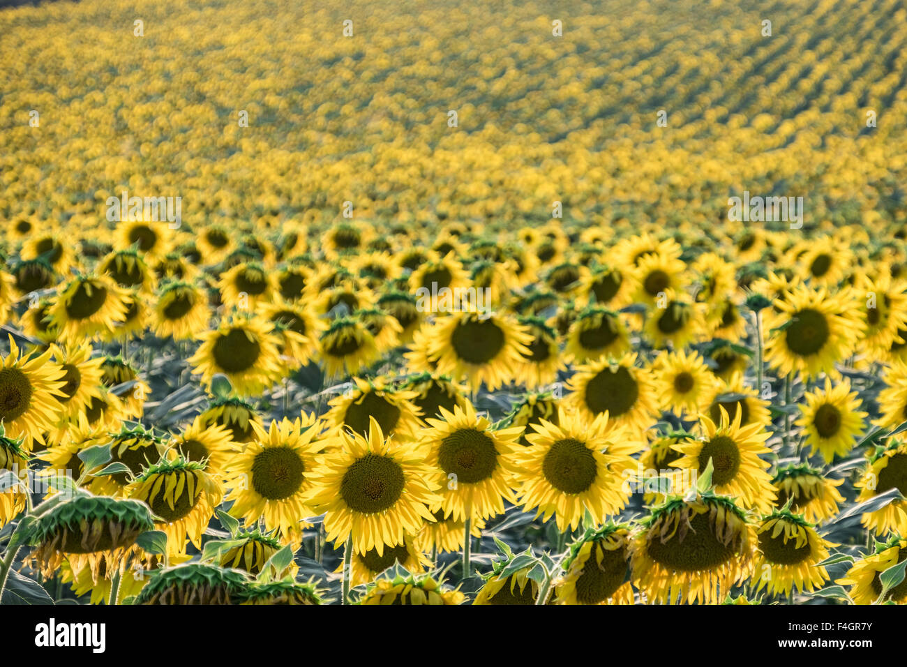 Field yellow sunflowers in summer hi-res stock photography and images ...