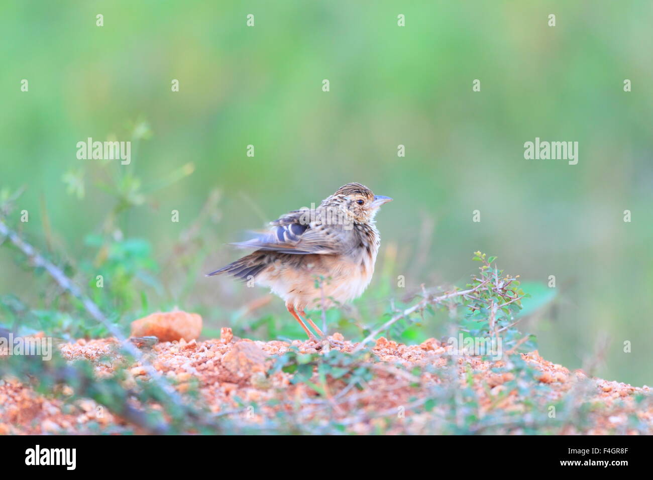 Jerdon's Bush Lark (Mirafra affinis) in Sri Lanka Stock Photo