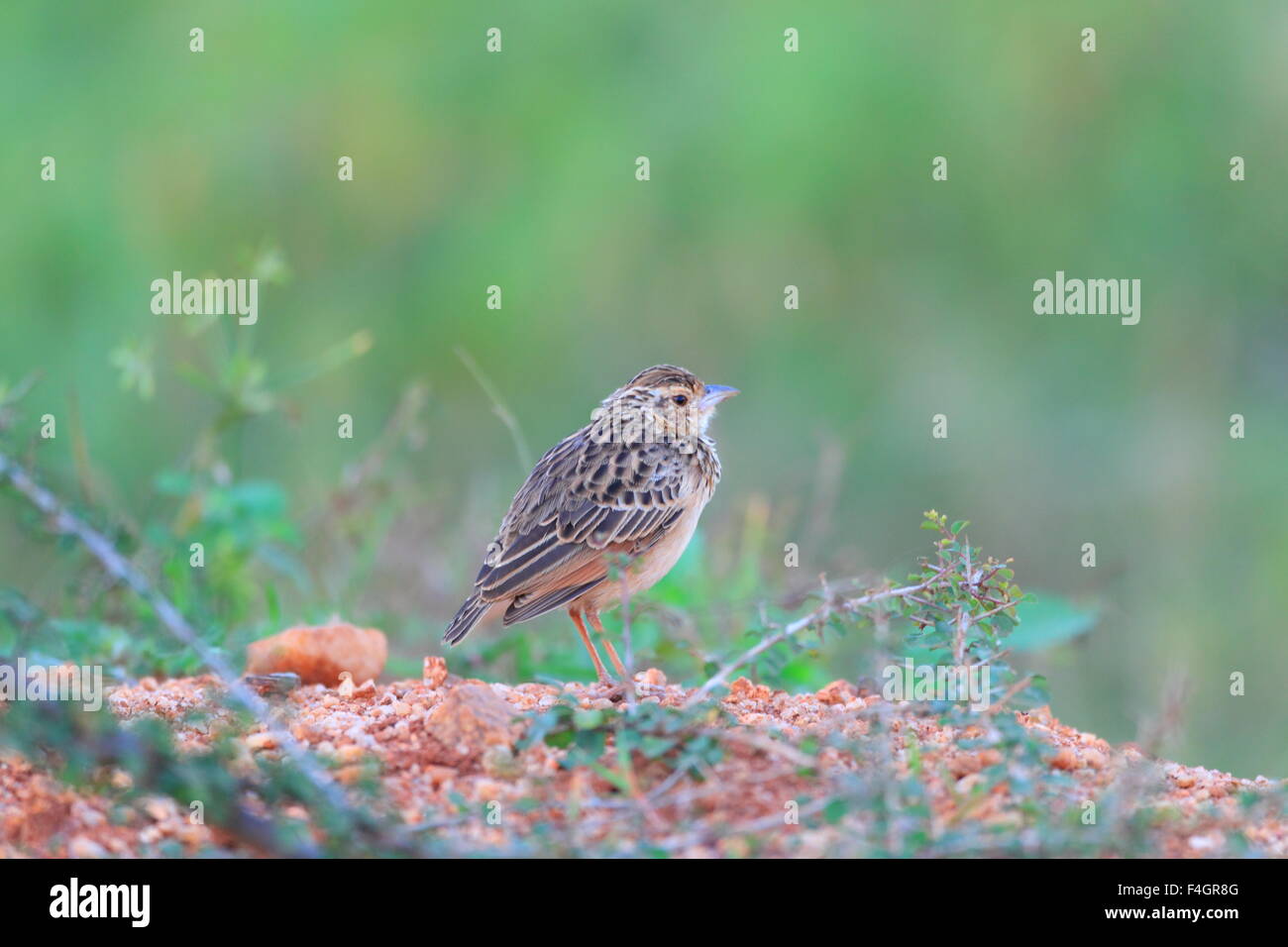 Jerdon's Bush Lark (Mirafra affinis) in Sri Lanka Stock Photo