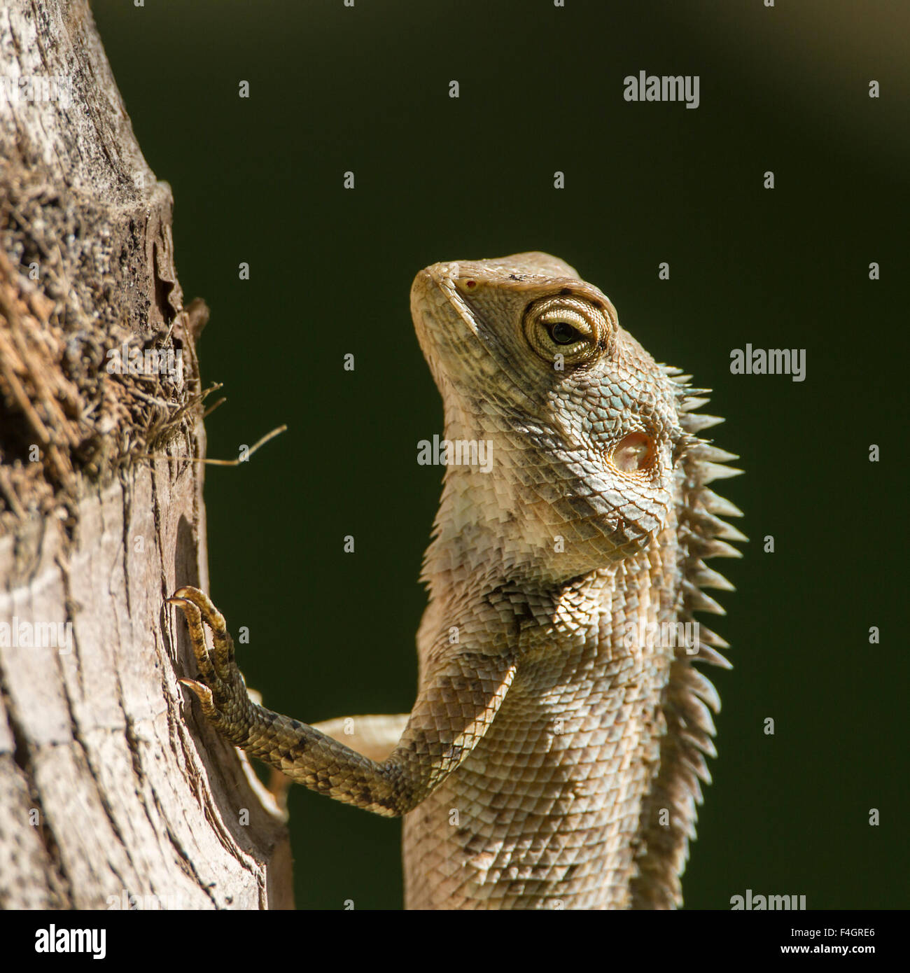 changeable lizard specie Calotes versicolor in Sri Lanka Stock Photo