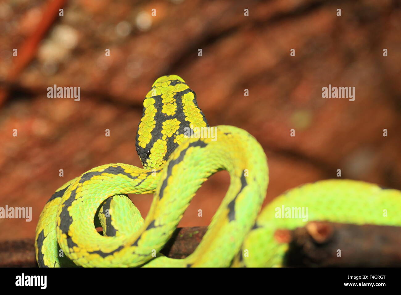 Sri Lankan Green Pit Viper (Pala Polanga Stock Photo - Alamy