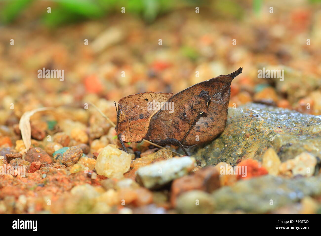 Dead Leaf mimicry Grasshopper (Chorotypus sp) in Sinharaja Forest Reserve, Sri lanka Stock Photo