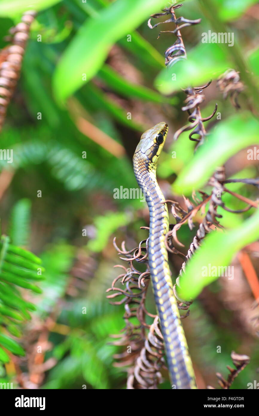 Common Bronzeback Tree Snake (Dendrelaphis tristis) in Sri lanka Stock Photo