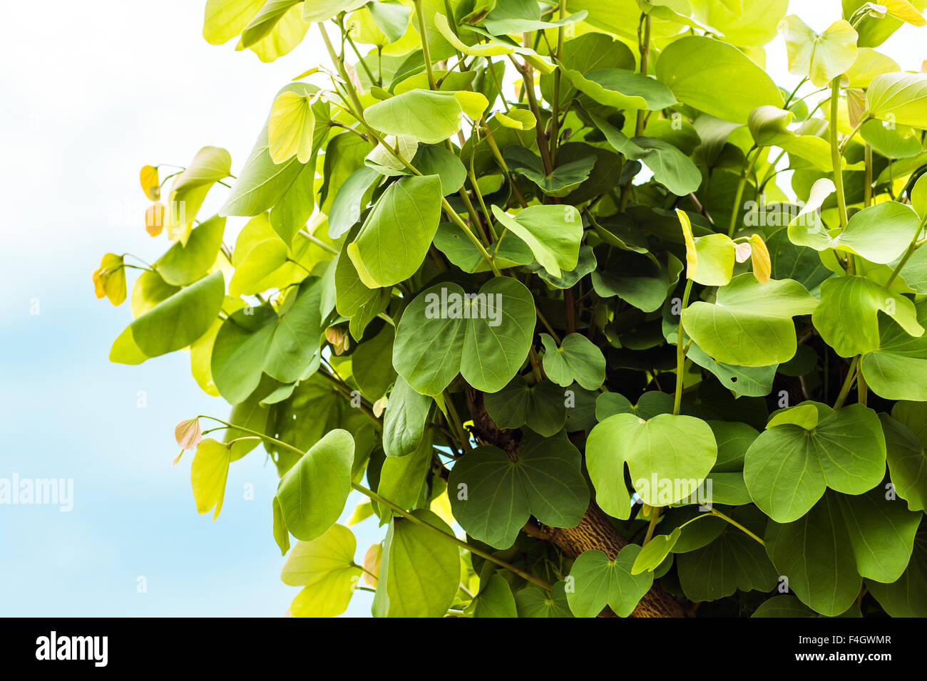 plant  Aristolochia durior Stock Photo