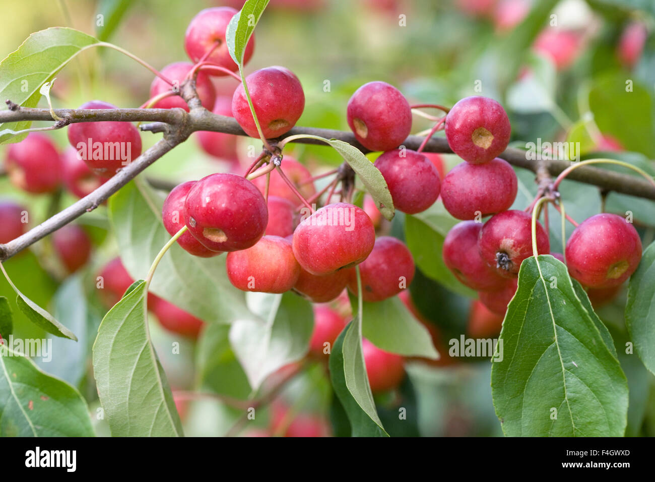 Malus x robusta 'Red Sentinel' fruits. Crab apples in Autumn. Stock Photo