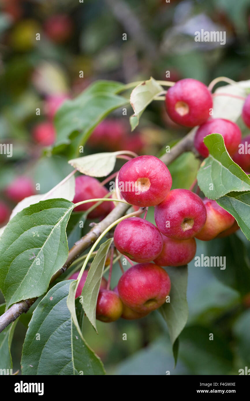 Malus x robusta 'Red Sentinel' fruits. Crab apples in Autumn. Stock Photo