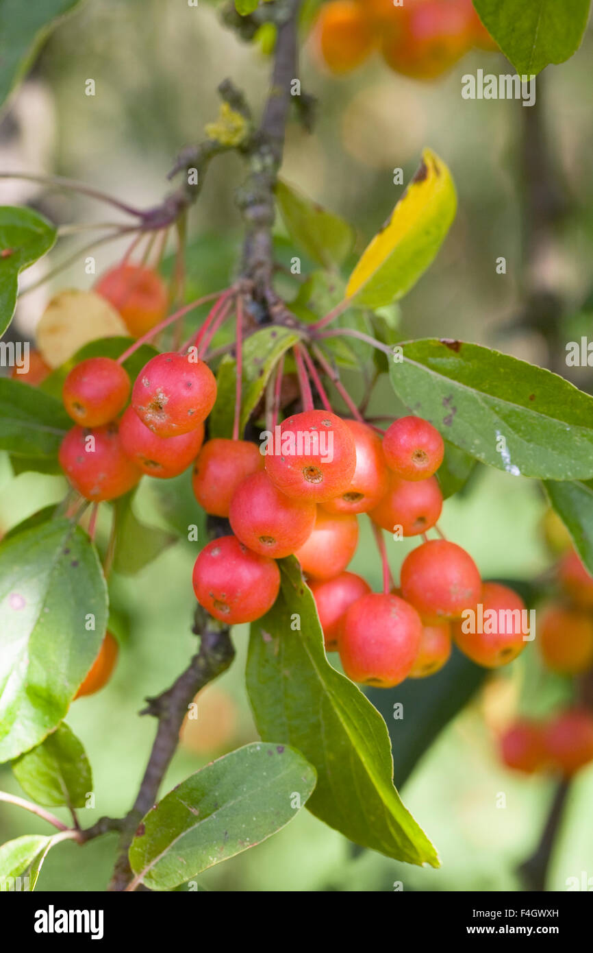 Malus x zumi 'Professor Sprenger' fruits. Crab apples in Autumn. Stock Photo