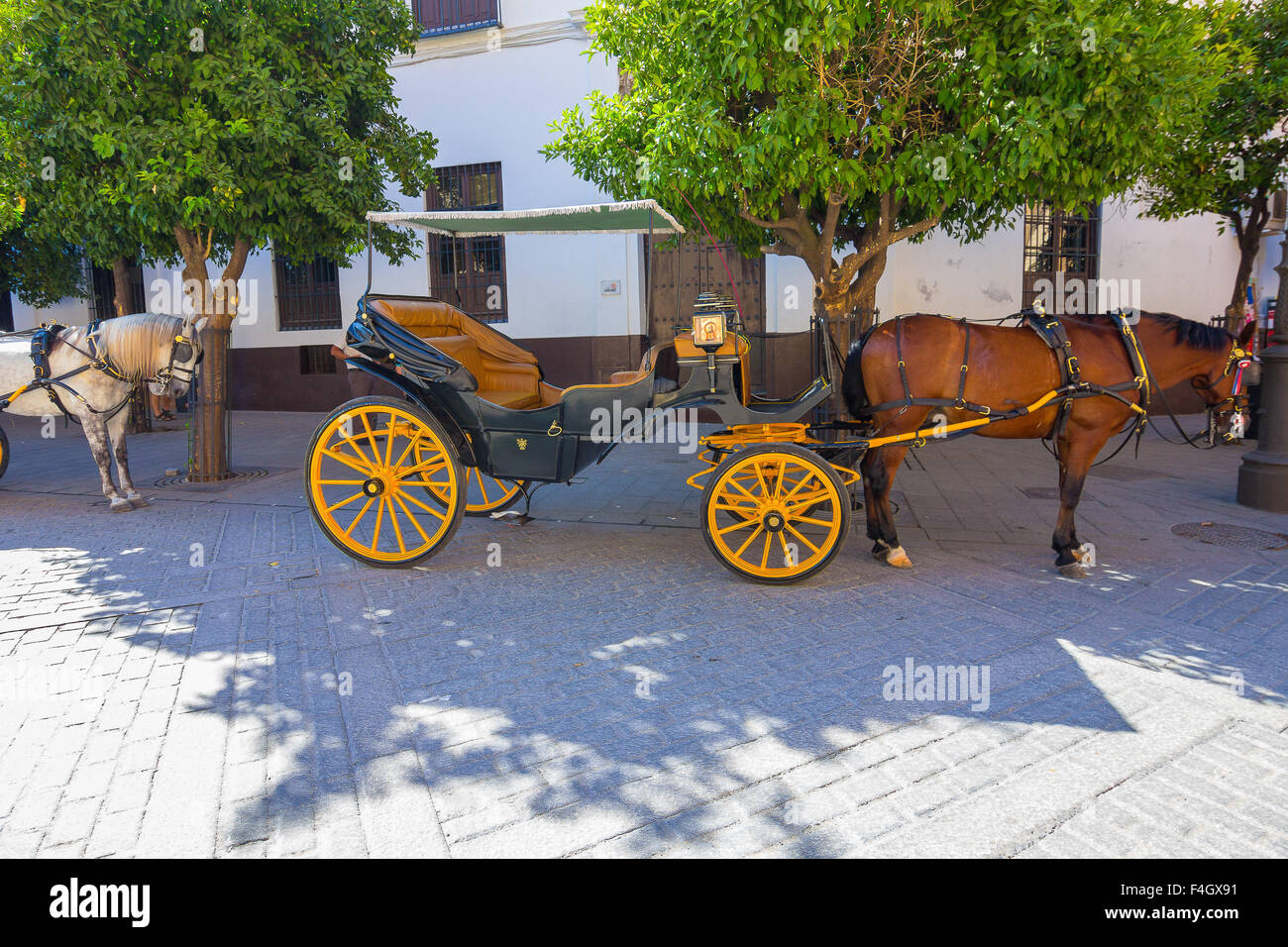 Pretty typical Andalusian horses with carriages in Seville, Spain Stock Photo