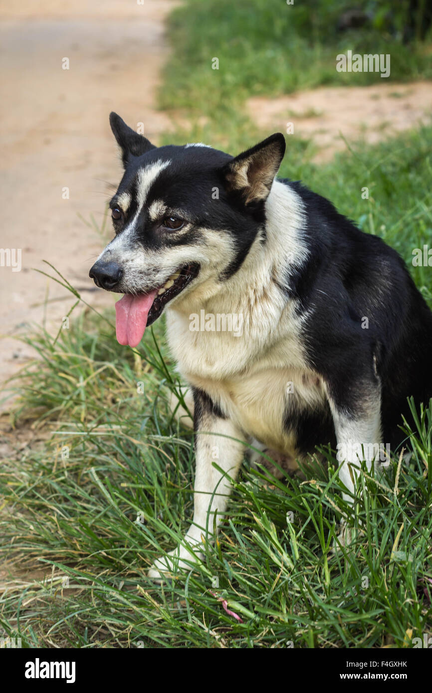 cute, smile, adorable, k9, friendly, canine, pet, happy, animal Stock Photo
