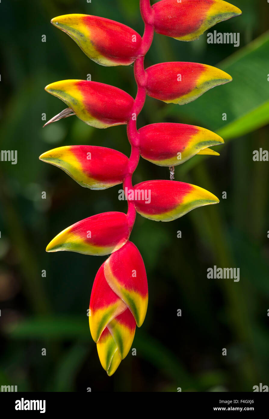 Heliconia rostrata, Hanging Lobster Claw Stock Photo