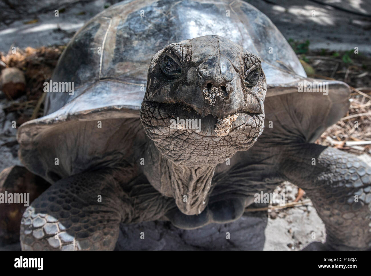Giant Tortoise on Curieuse Island reserve, Seychelles Stock Photo