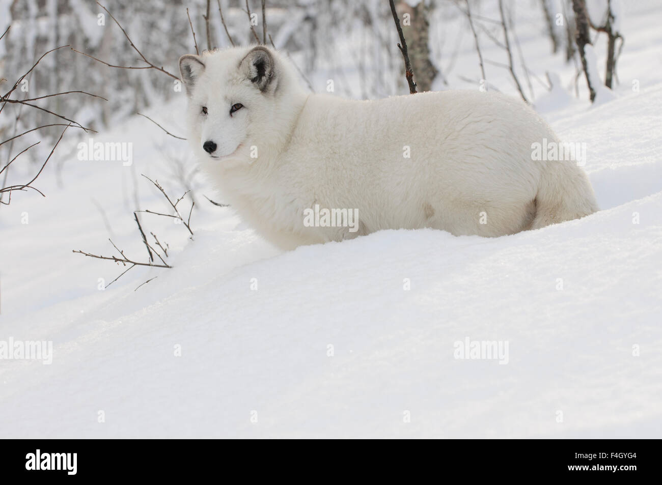 Arctic fox with white winter coat in snow, Northern Norway Stock Photo ...