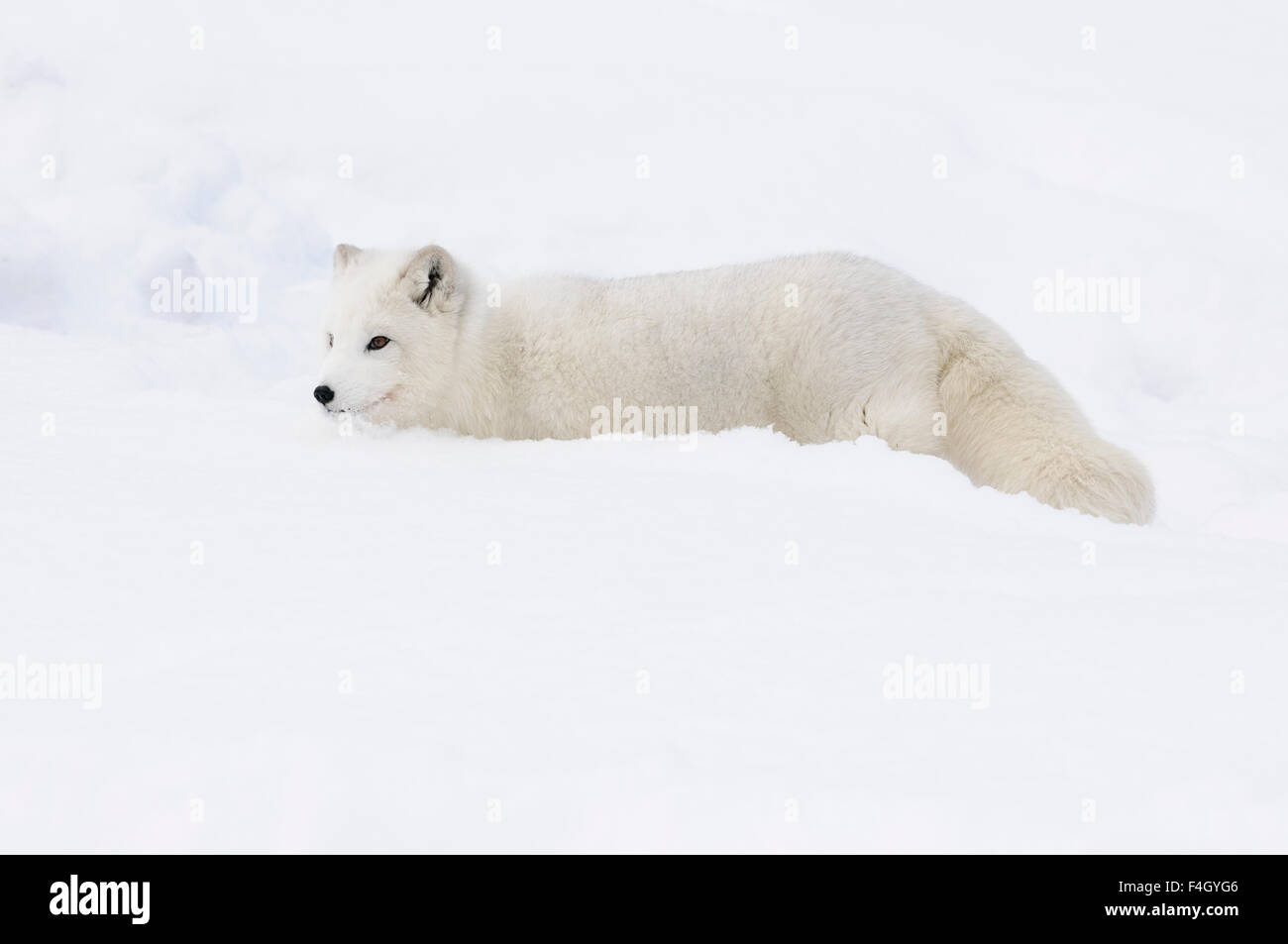 Arctic foxes snow hi-res stock photography and images - Alamy
