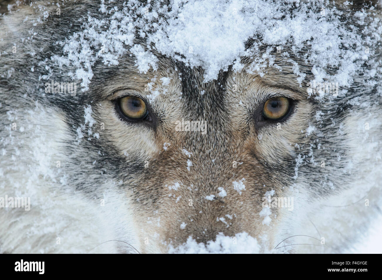 Eyes of a wolf covered in snow, Norway Stock Photo