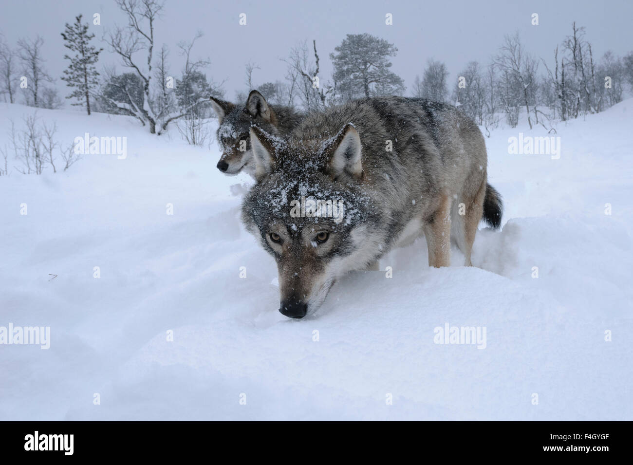 Wide angle image of wolves in the snow, Norway Stock Photo
