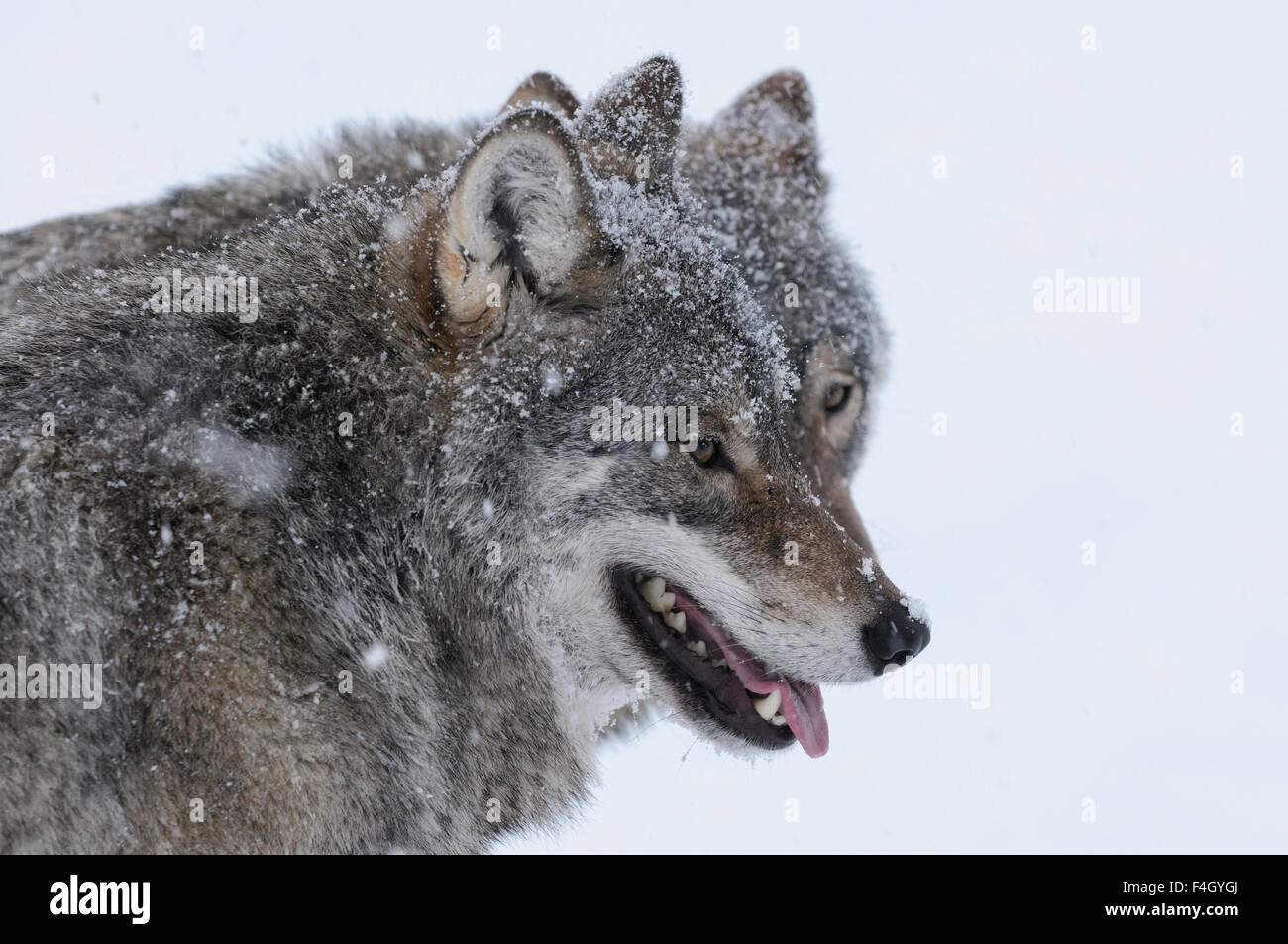 Portrait of two wolves in snow, Norway Stock Photo Alamy
