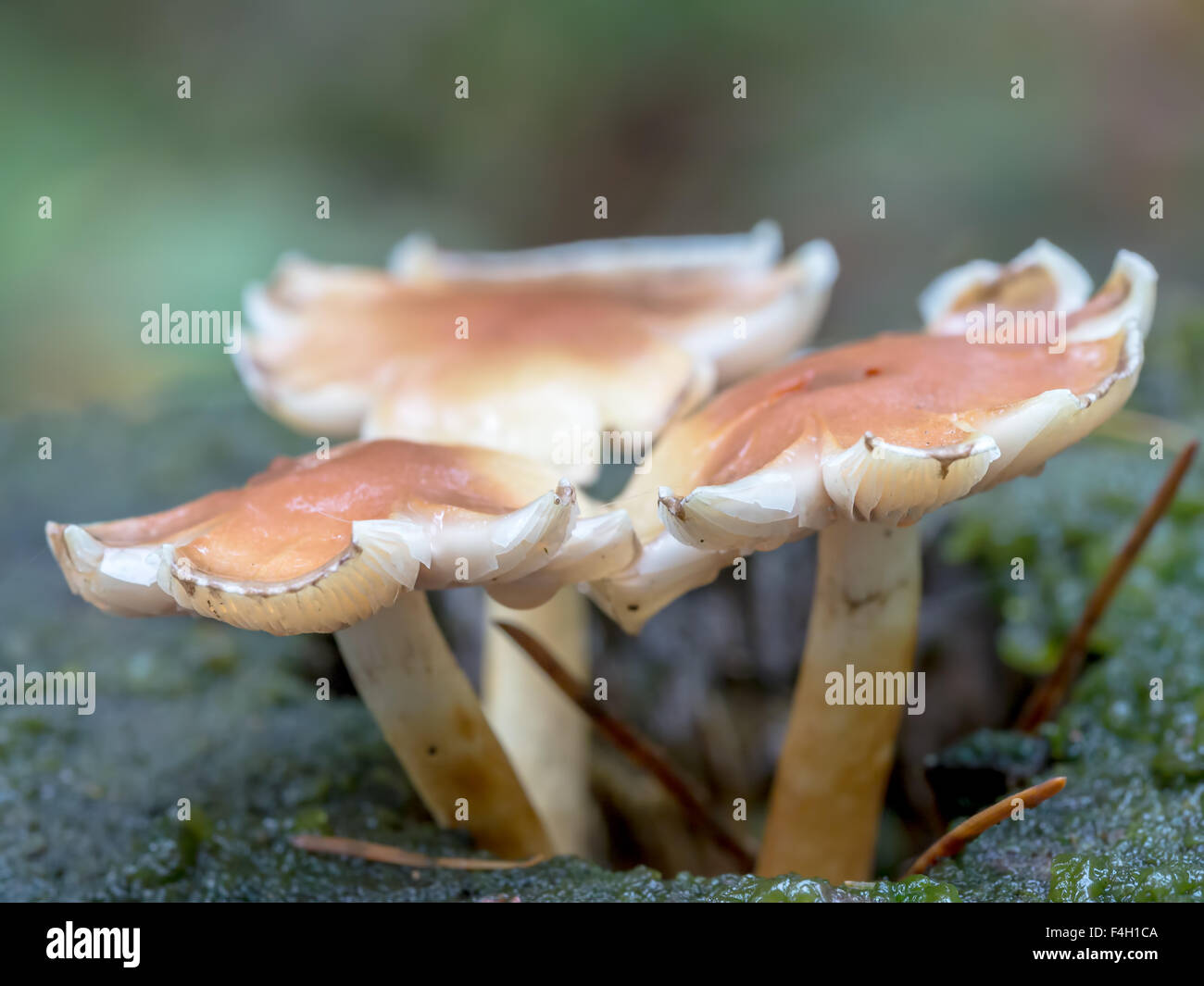 Three toadstool fungi growing in the forest Stock Photo