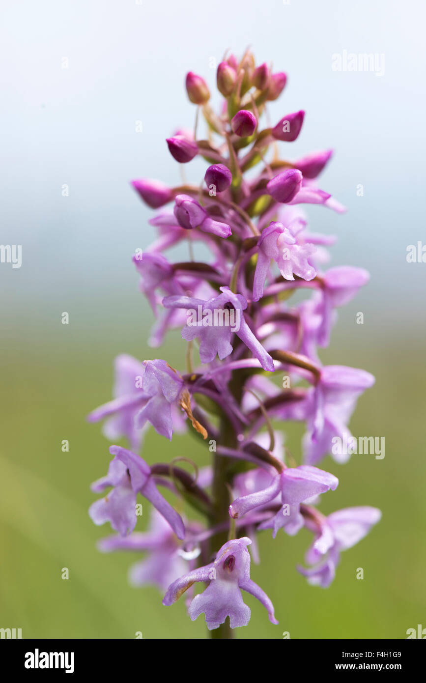 Gymnadenia conopsea, Chalk or Common Fragrant Orchid Stock Photo