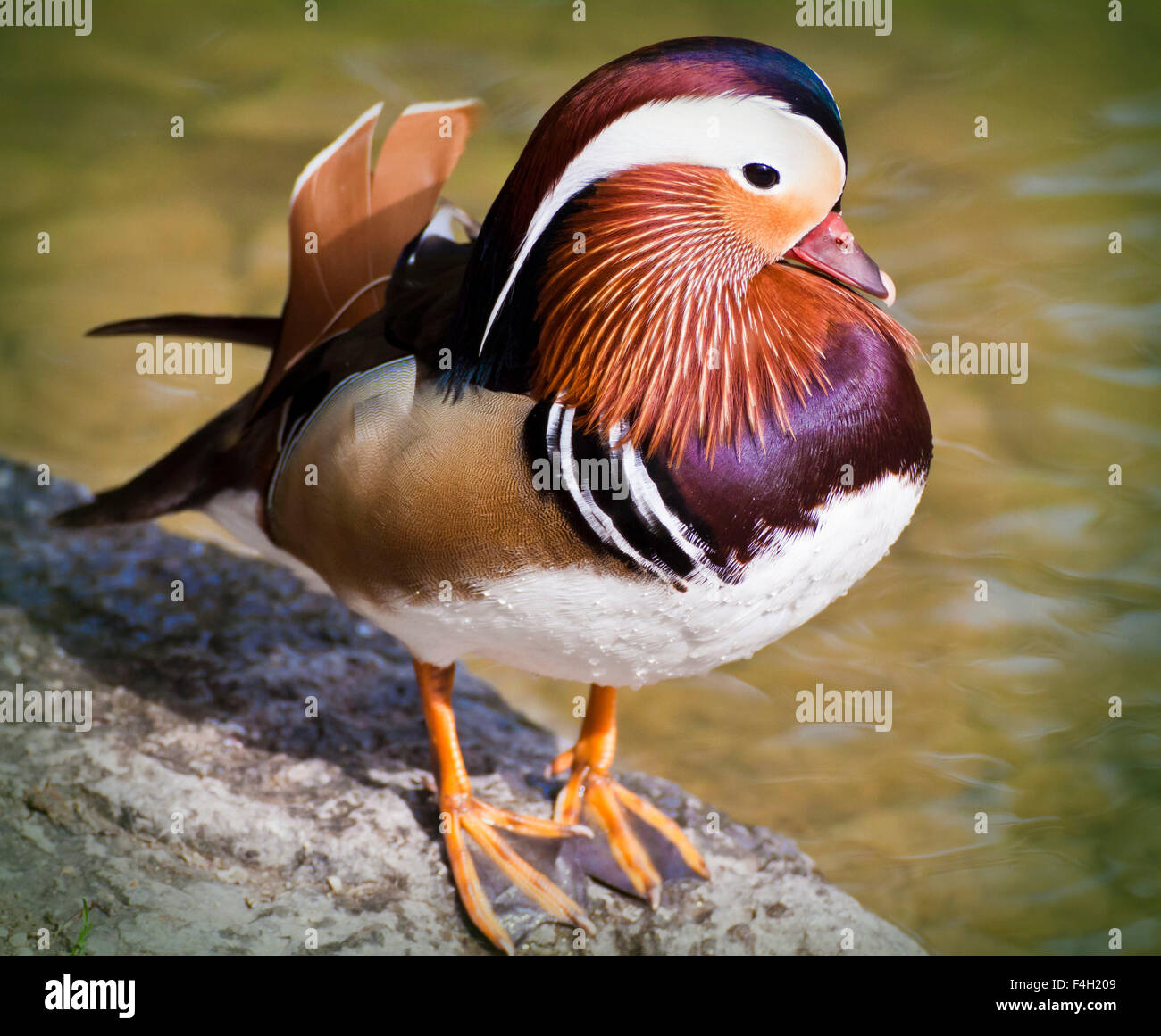 Mandarin duck standing on rock. Mandarin duck is a perching duck