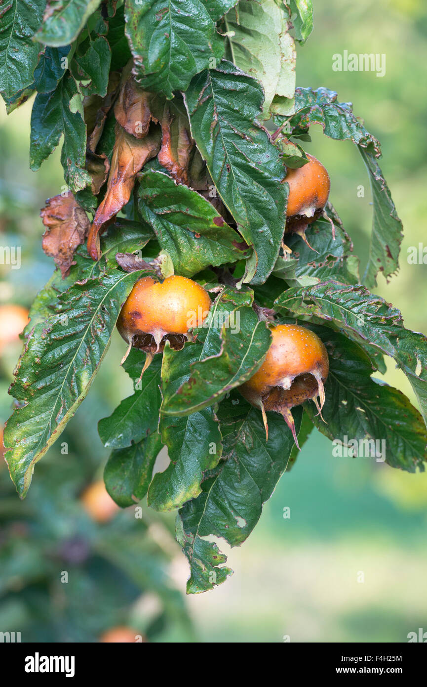 Mespilus germanica. Medlar. Nottingham fruit on the tree in autumn Stock Photo