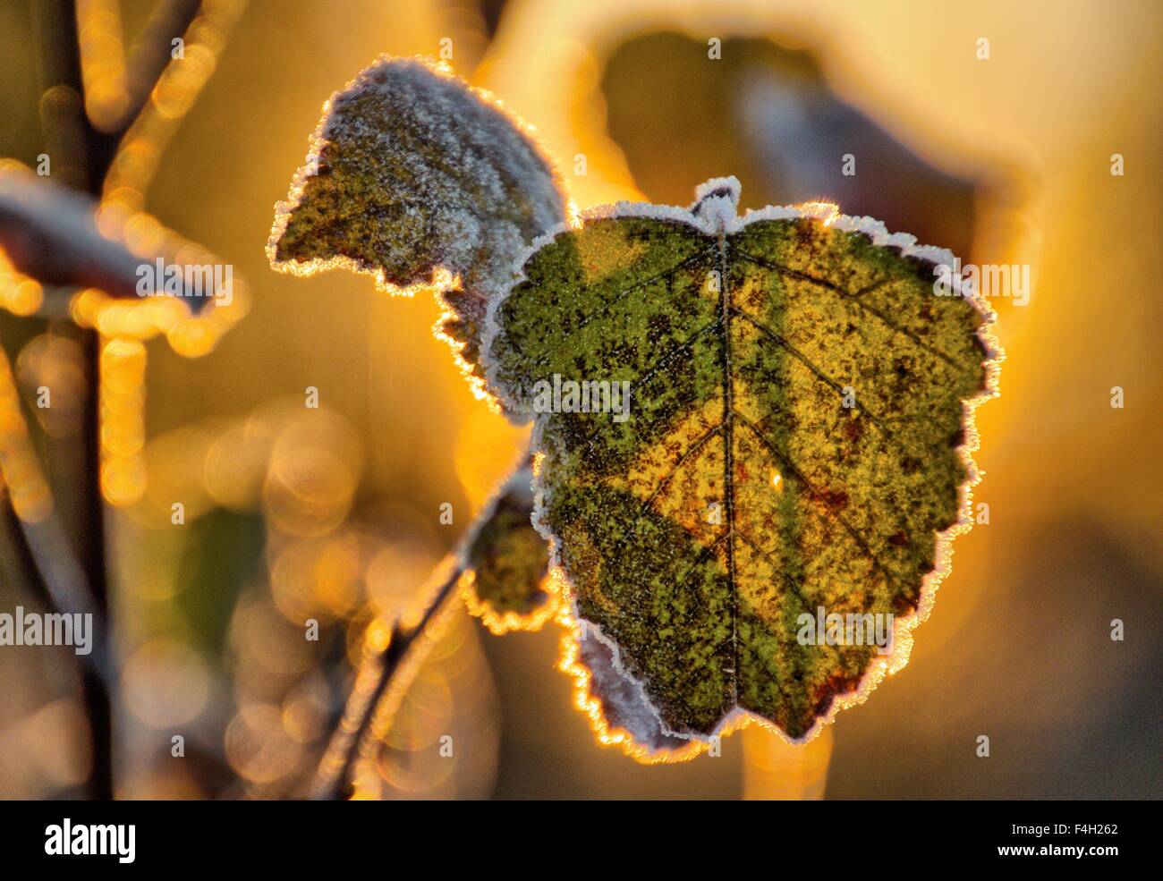 Close up frozen tree sunlight hi-res stock photography and images - Alamy