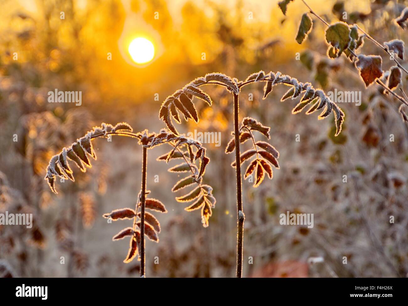 Close up frozen tree sunlight hi-res stock photography and images - Alamy