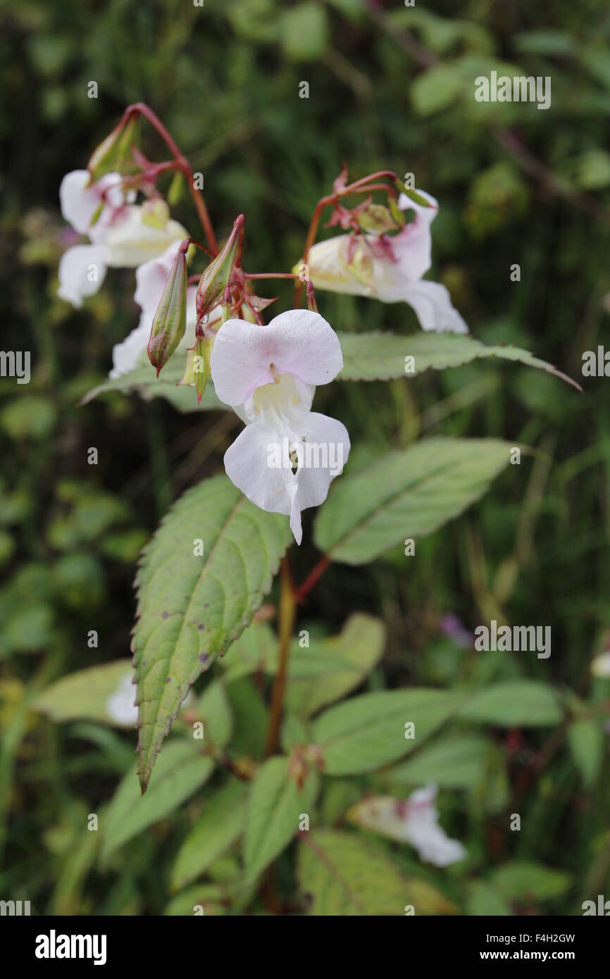 Himalayan Balsam (Impatiens Glandulifera) growing on the banks of the River Wye in Gloucestershire Stock Photo