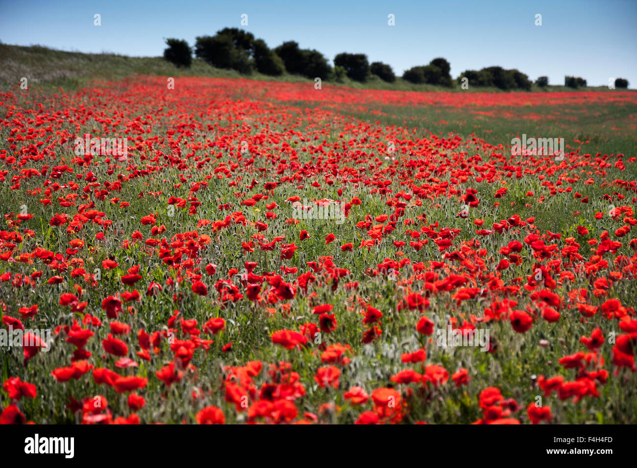 Poppy fields at Bevendean Down in the South Downs National Park near Falmer, East Sussex, England, UK in Summer Stock Photo