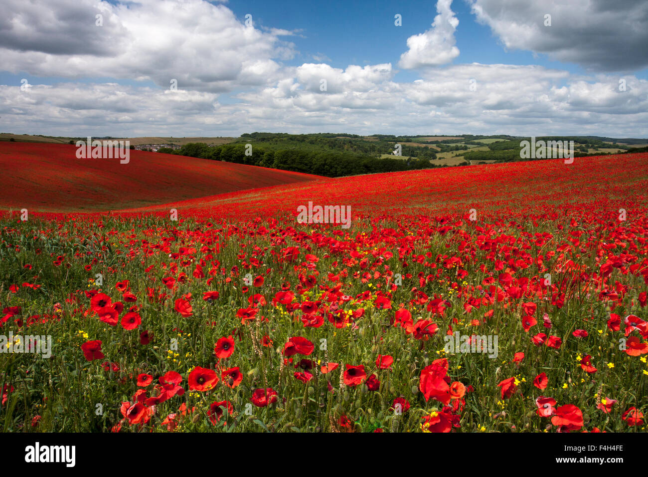 Poppy fields on the South Downs National Park near Falmer, East Sussex