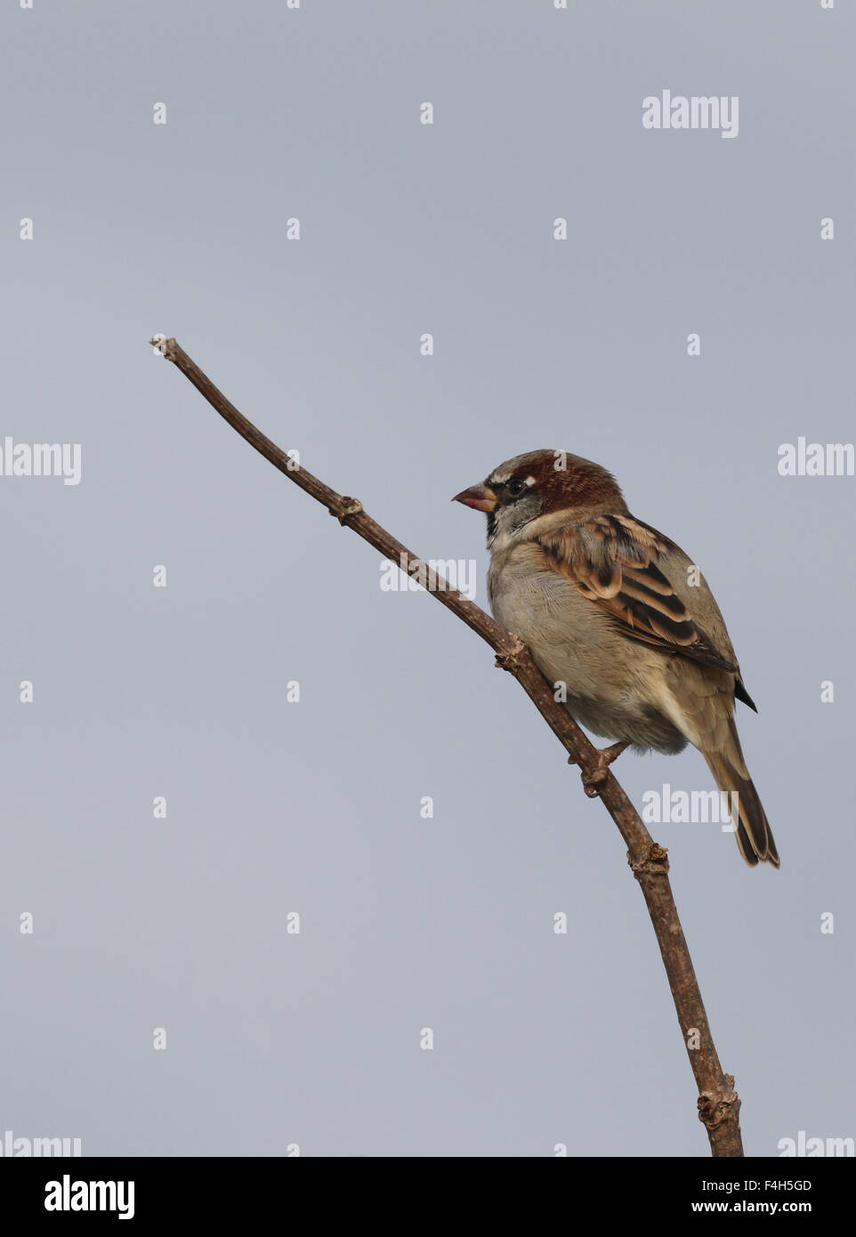 Male House Sparrow Stock Photo - Alamy