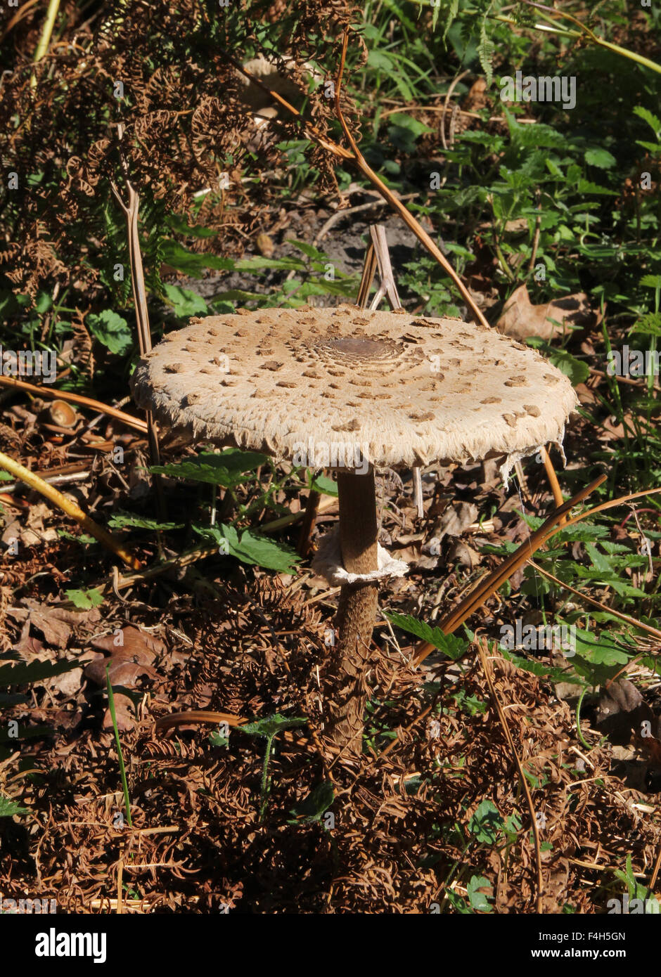 Parasol Fungus in autumn Stock Photo
