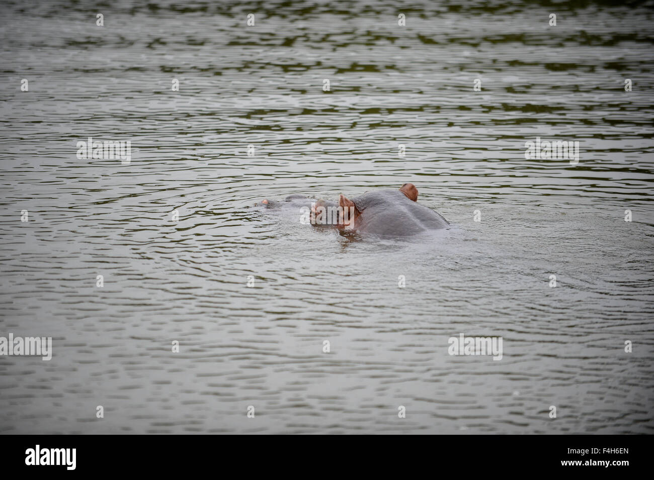 Hippo in the water Stock Photo
