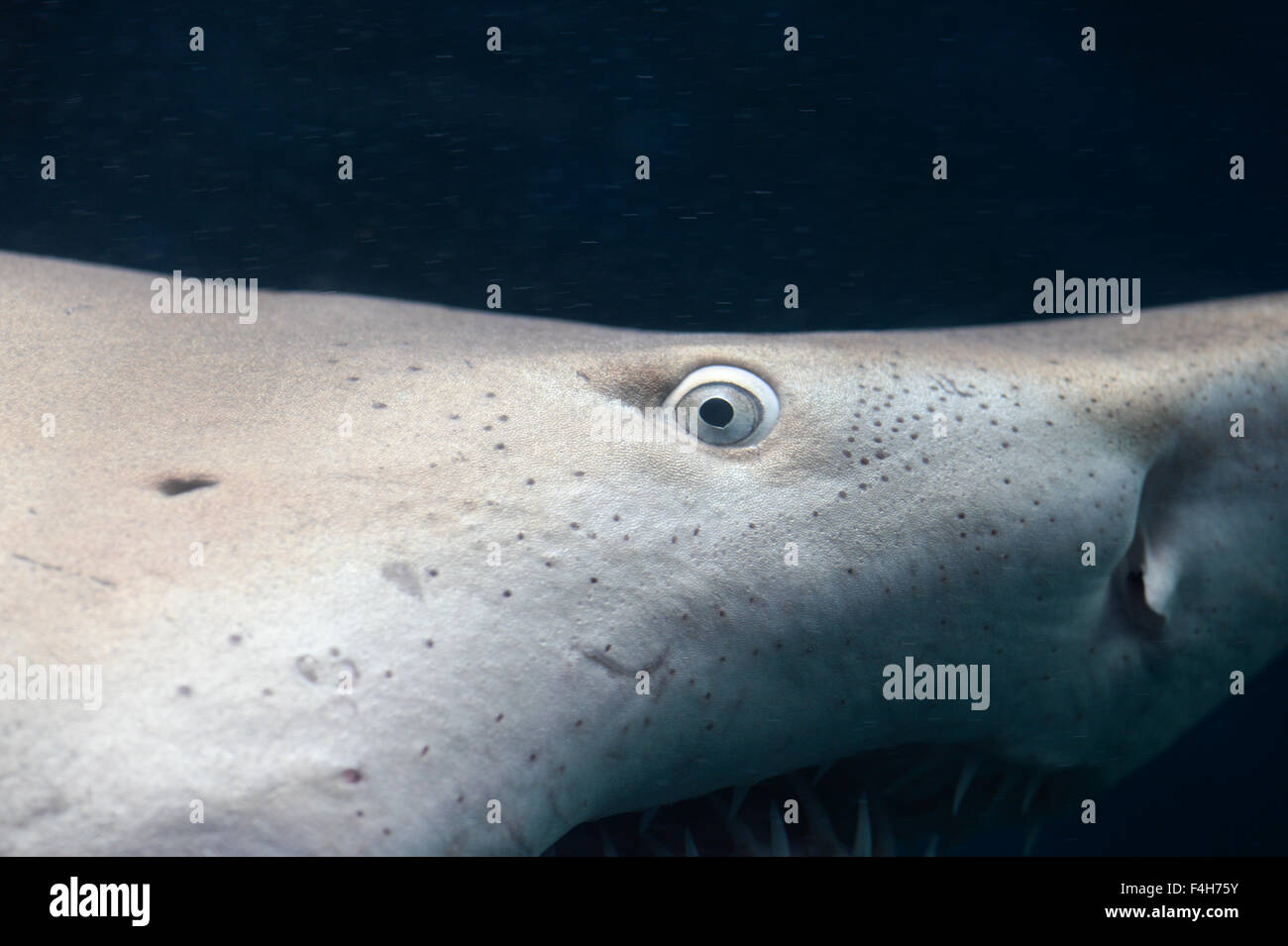Shark eye Stock Photo